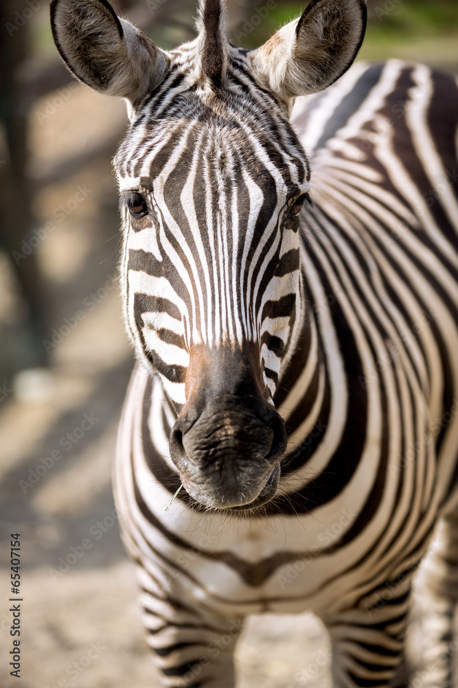 Naklejka premium portrait of a zebra