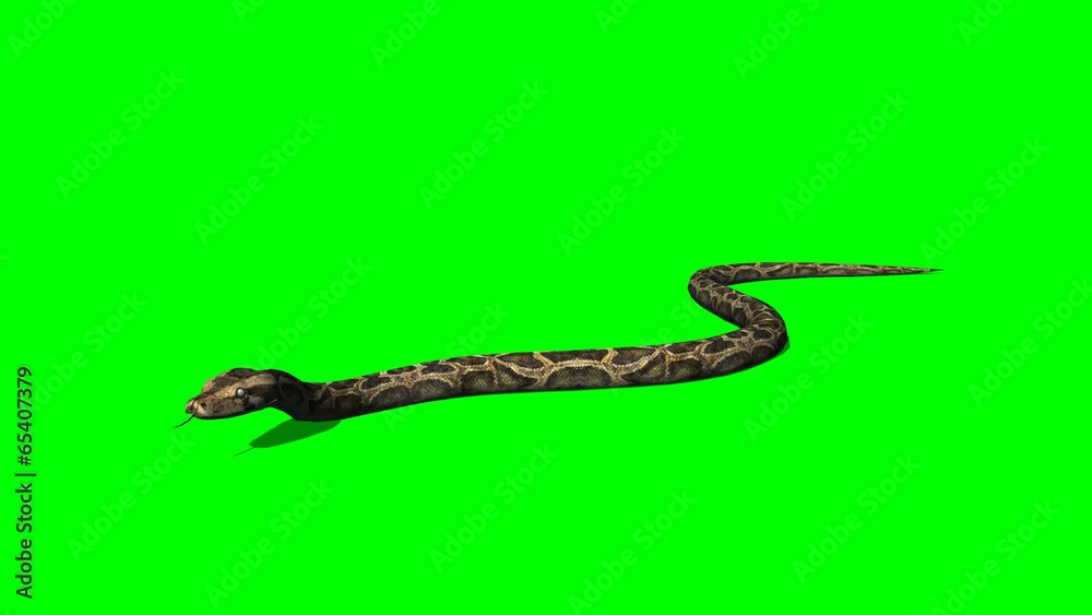 python snake crawls - green screen