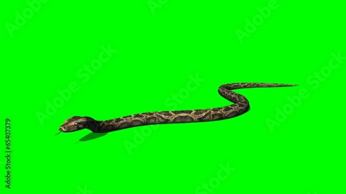 python snake crawls - green screen