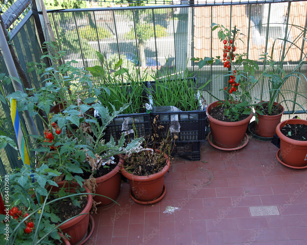 plants and tomatoes grown on the balcony in an urban garden terr