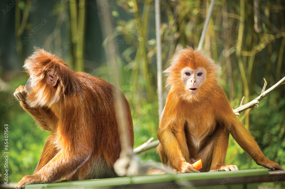 Fototapeta premium ebony langurs, orange monkeys