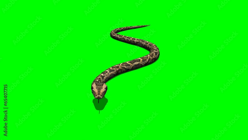 python snake crawls - green screen