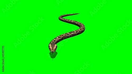 python snake crawls - green screen
