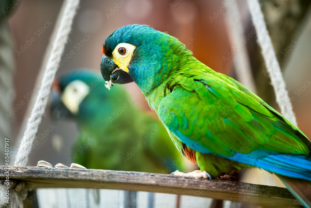 Obraz premium beautiful parrot
