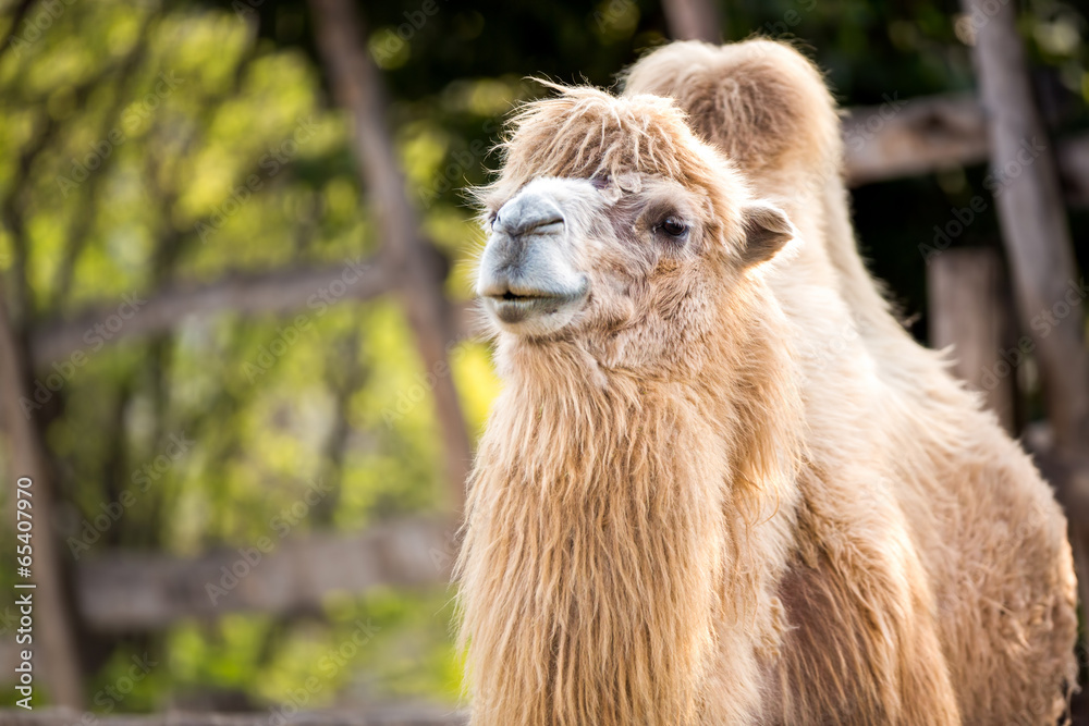 Fototapeta premium Bactrian camel