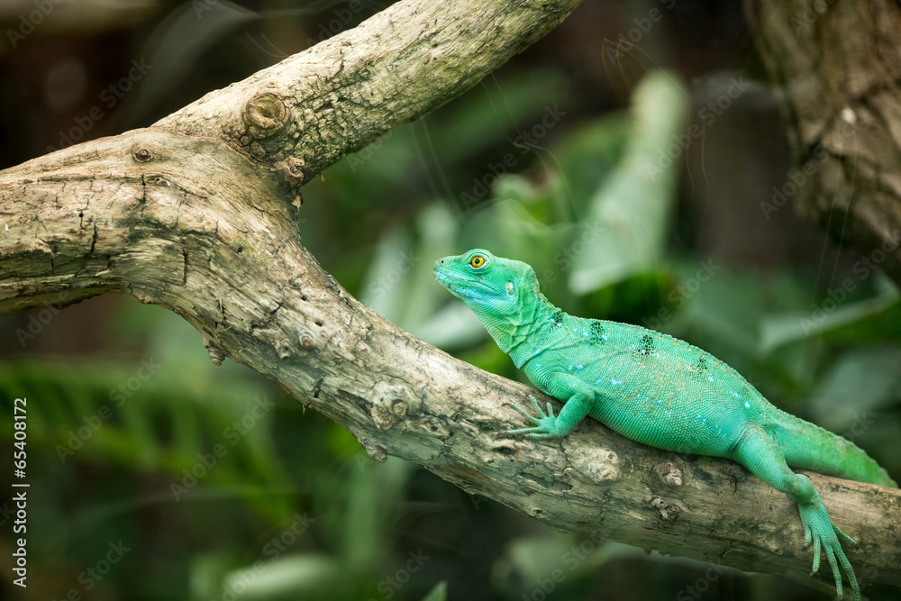 Fototapeta premium Chameleon