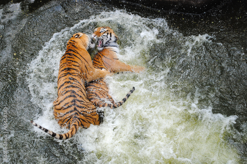 Fototapeta premium Siberian tigers play wrestling in water