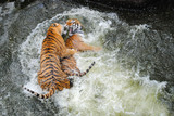 Siberian tigers play wrestling in water