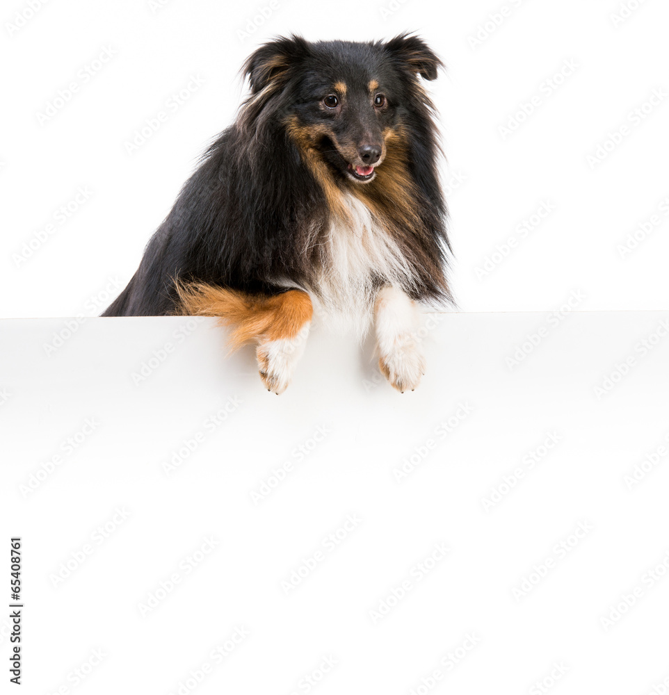 Fototapeta premium Sheltie dog breed