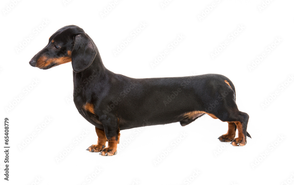 dog breed dachshund