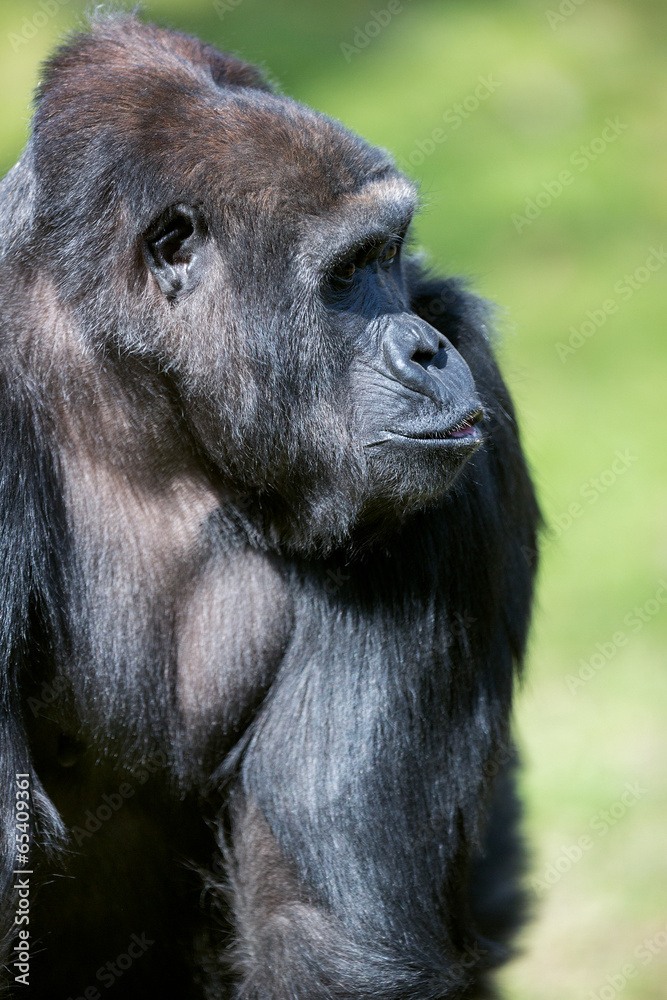 Naklejka premium big male gorilla