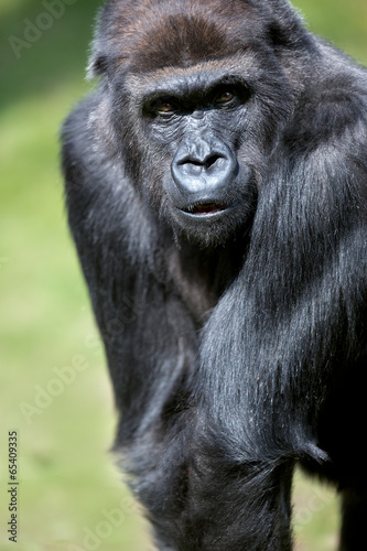 Gorilla portrait © luckybusiness