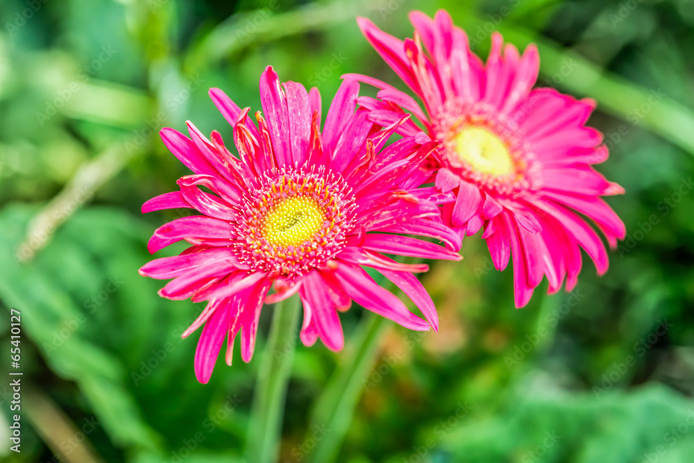 gerbera flower chiangmai Thailand