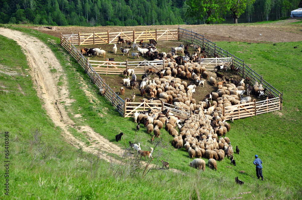 Naklejka premium Sheepfold