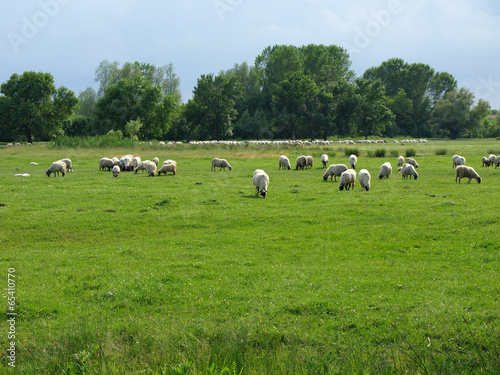 sheep and lamb © Željko Radojko