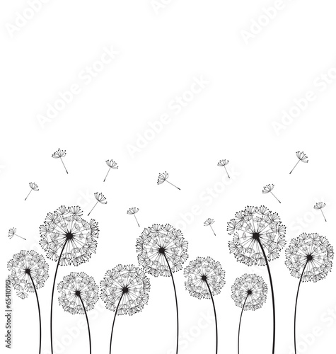 Dandelions plant vector