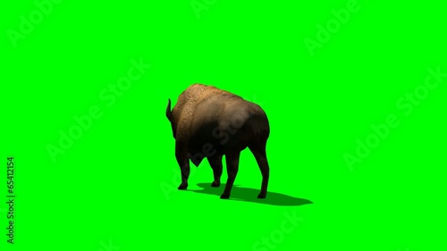 American Bison In Motion - Green Screen photo