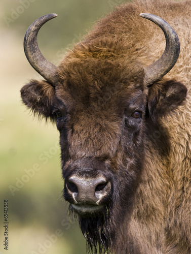 European Bison - Bison bonasus - Belarussia
