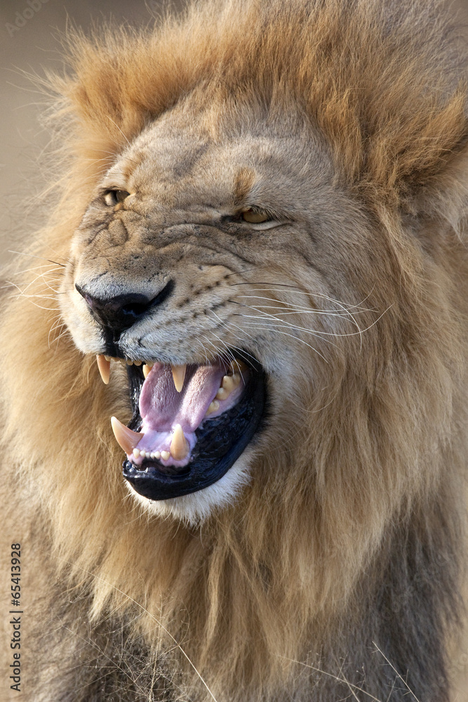 Fototapeta premium Male Lion - Botswana - Africa