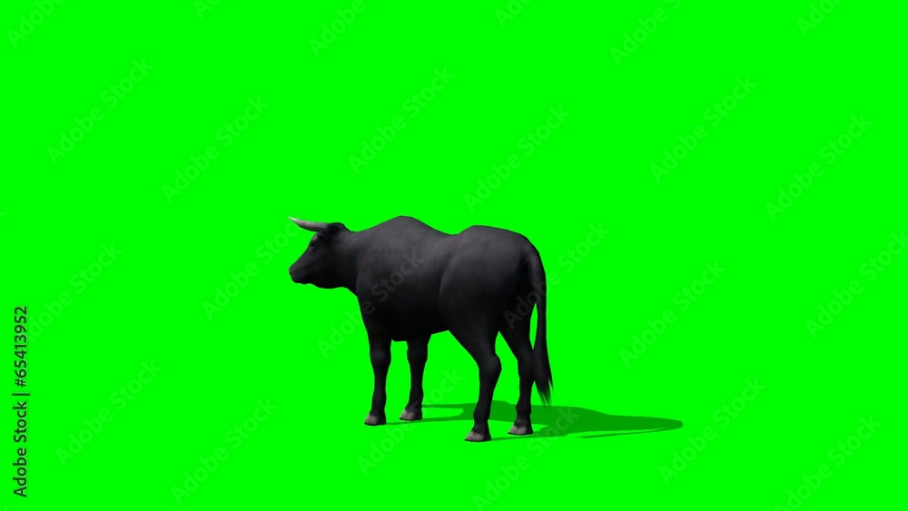 Black bull in motion - green screen Black bull in motion - green screen