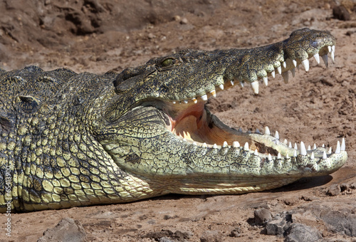 Nile Crocodile