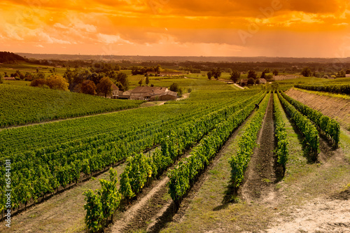 Fotografie, Tablou Vineyard Sunrise-Vineyards of Saint Emilion, Bordeaux Vineyards