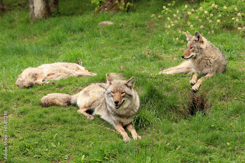 Three coyotes relaxing in the grass