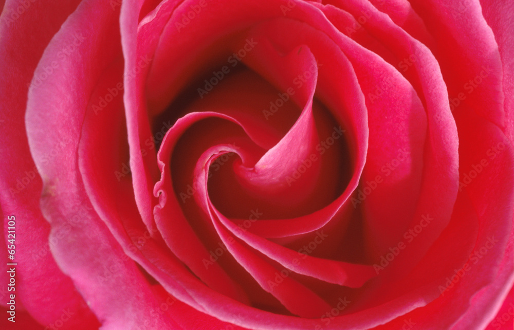 Rd rose closeup Rd rose closeup