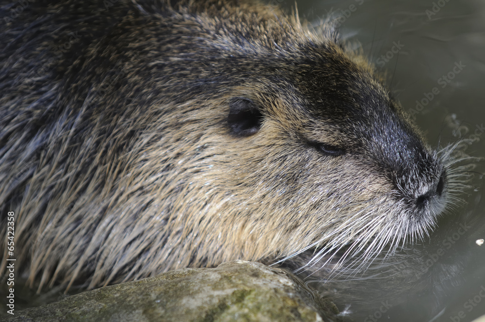 nutria 53