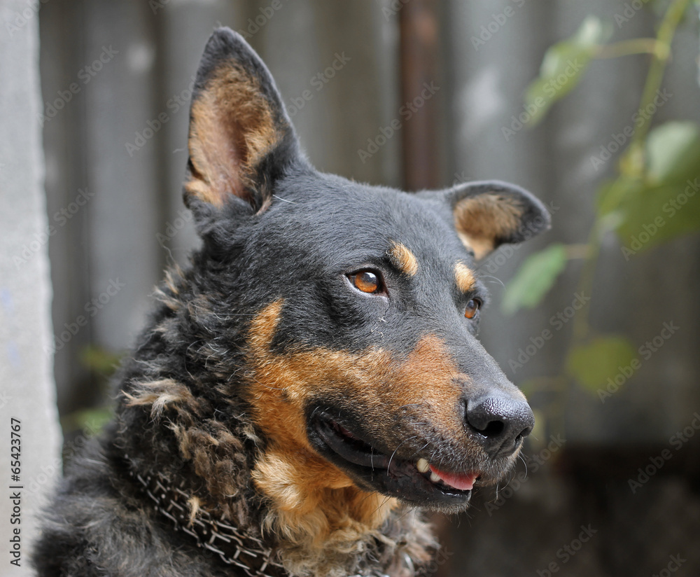 Portrait of mature dog sitting on the backyard Portrait of mature dog sitting on the backyard