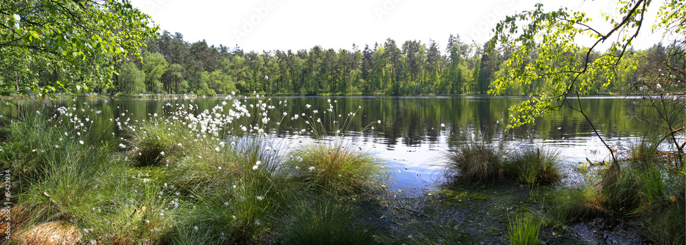 Naklejka premium Leśna panorama nad jeziorem