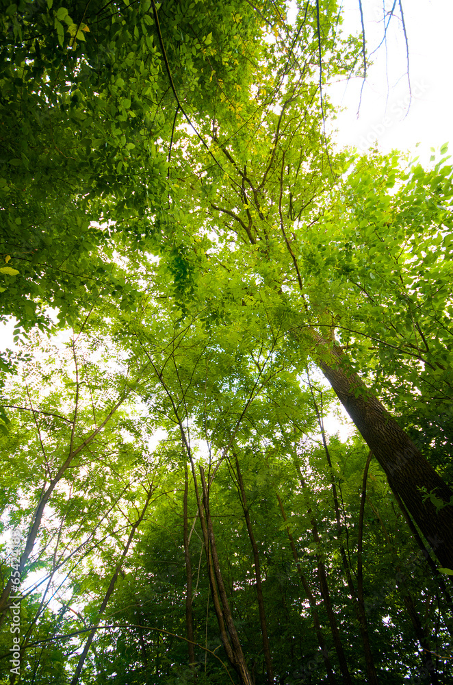 Fototapeta premium Green forest in spring