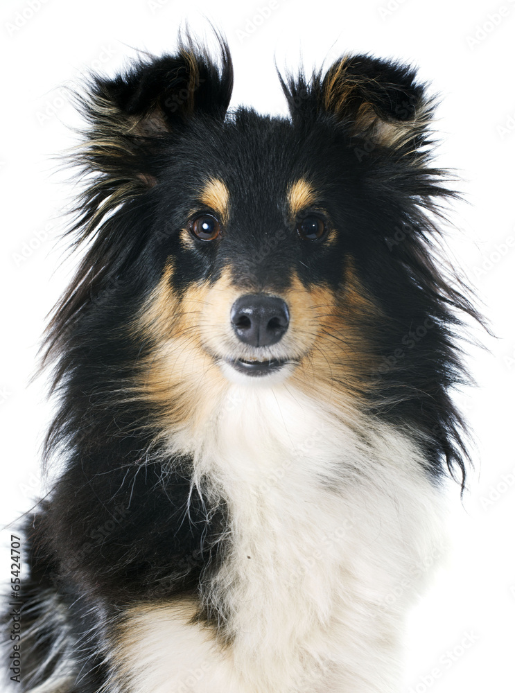 shetland dog