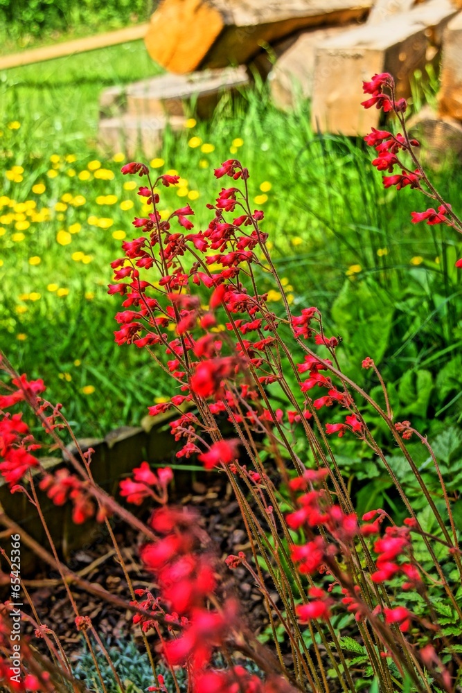 Rote Blumen im Garten