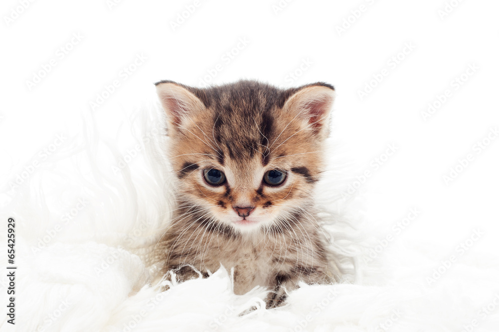 cute tabby kitten white cover on white background isolated