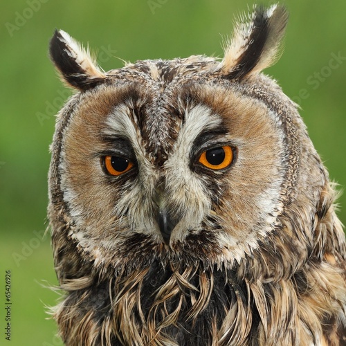 Long-eared Owl (Asio otus, previously Strix otus)-portrait