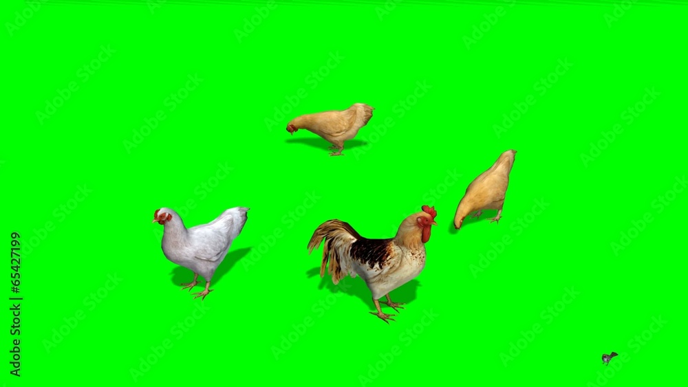 chicken with rooster and a sparrow - green screen chicken with rooster and a sparrow - green screen