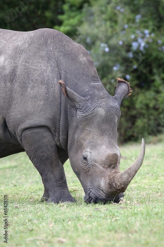 Large White Rhino