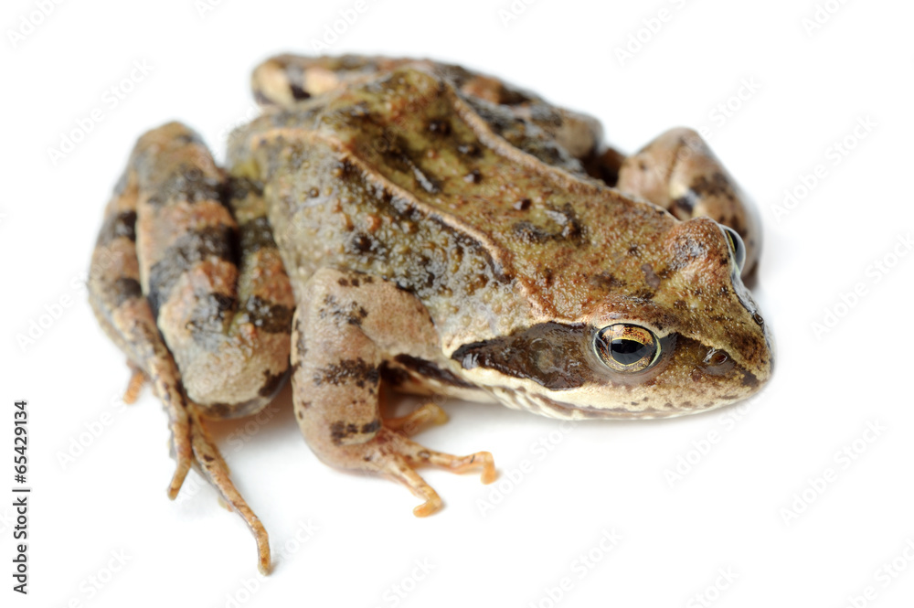 Fototapeta premium Brown Frog Isolated on White Background
