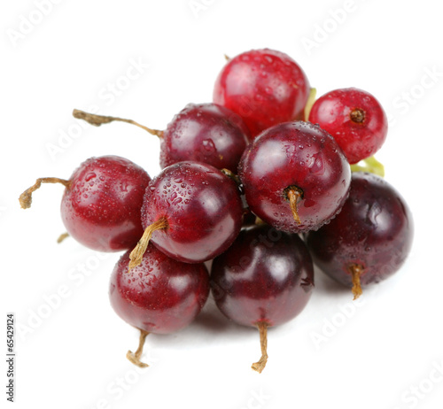Jostaberries (Cross Between the Blackcurrant and Gooseberry)