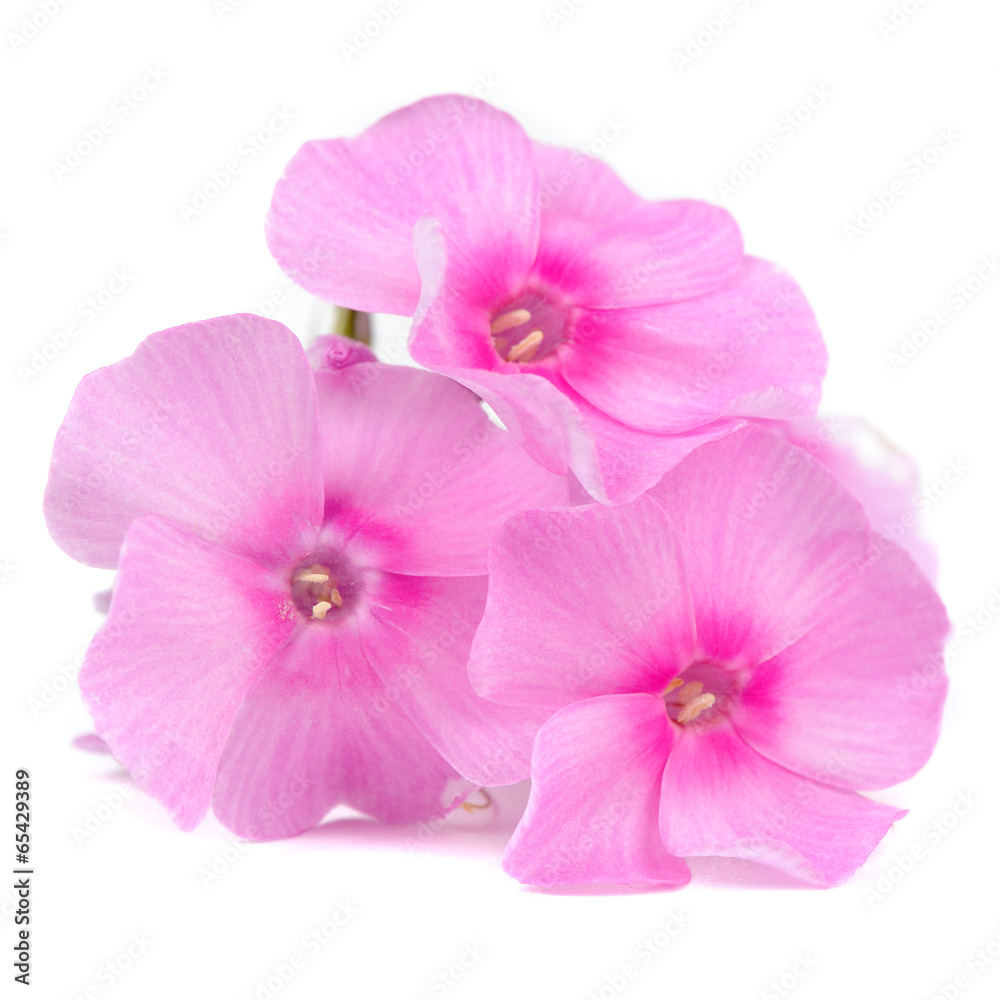Pink Phlox Flowers Isolated on White Background