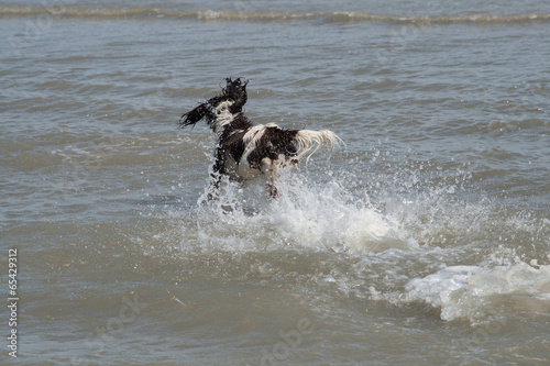 Spaniel racing into the sea