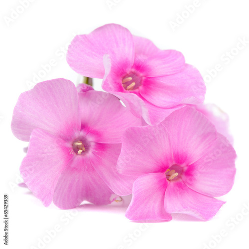 Pink Phlox Flowers Isolated on White Background