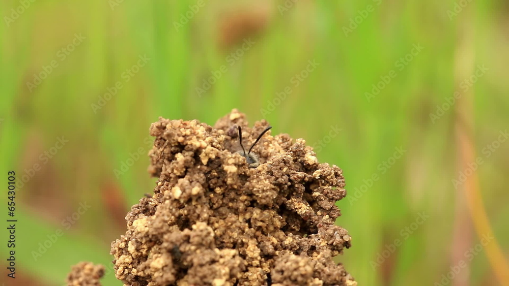 Melittidae in the nest Melittidae in the nest