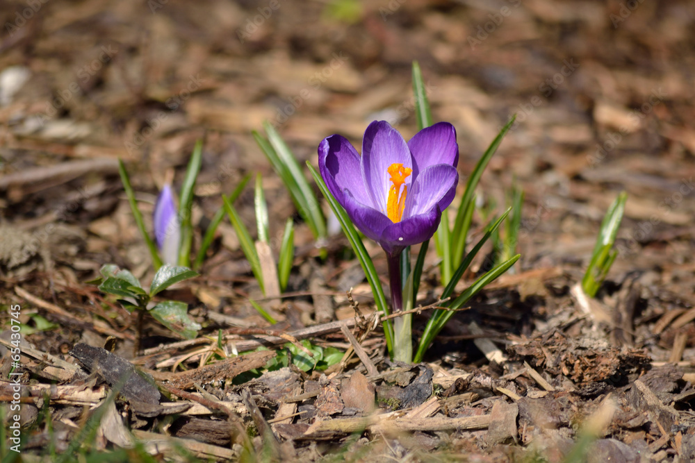 Krokus spriest hervor Krokus spriest hervor