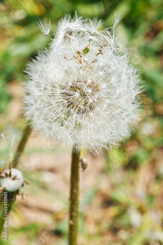 seed head of dandelion blowball