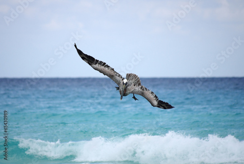 Flying pelican