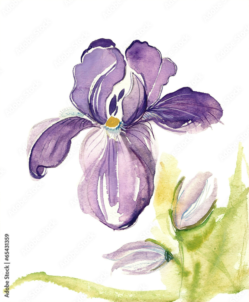 Naklejka premium Iris flower