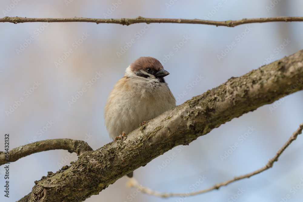 Obraz premium Portrait of a sparrow