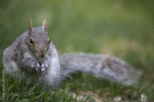 Grey tree squirrel feeding on the ground